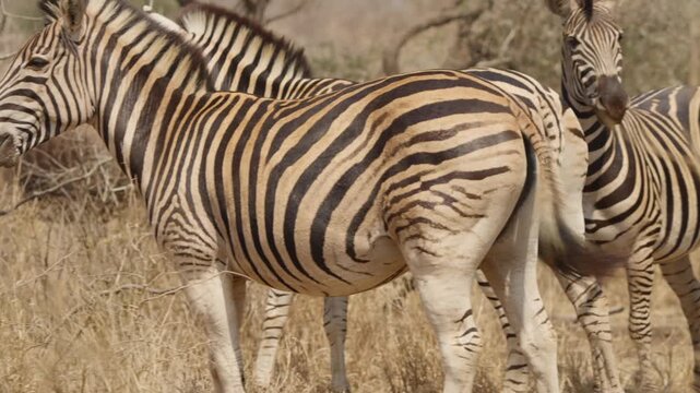 Zebra herd grazing in Kruger National Park as slow motion left pan reveals a wildebeest confusion moving through dry savanna grassland in South Africa wildlife scene.