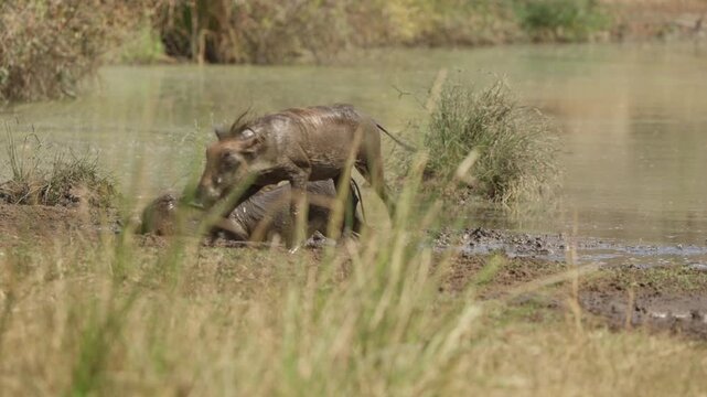 Warthogs leave muddy watering hole in Kruger National Park, one slips into deeper mud and struggles to climb out, splashing and snorting in slow motion on African savanna.