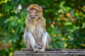 Barbary Macaque Sitting Thoughtfully on a Wooden Shelter © photoPepp