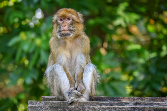 Barbary Macaque Sitting Thoughtfully on a Wooden Shelter