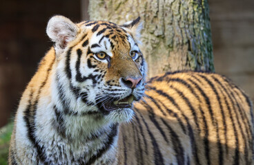 Obraz premium Siberian Tiger Standing with Mouth Open and Looking Surprised