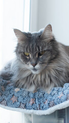 A fluffy gray Maine Coon cat rests on a blue blanket near a window. it has striking yellow eyes and a thick fur coat, showcasing its majestic appearance. © Ksu