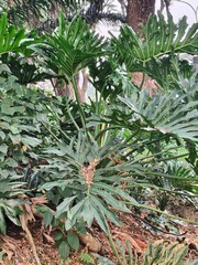 Lush tropical philodendron foliage in natural outdoor garden, vibrant green lacy tree philodendron leaves, exotic botanical background © Senandung