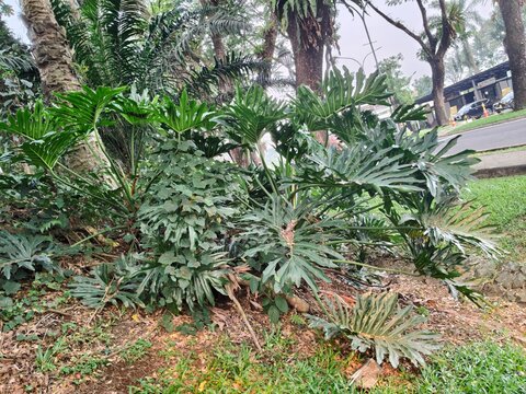 Lush tropical philodendron foliage, vibrant green split-leaf plants in botanical garden landscape