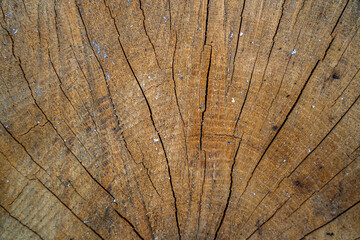 Fototapeta premium Macro texture of weathered tree stump cut surface with radial cracks and growth rings, showing aged natural timber detail.