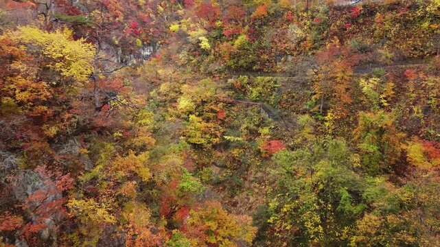 宮城県 鳴子峡の紅葉風景と大深沢橋 空撮ドローン映像 Aerial Shot of Autumn Colors at Naruko Gorge, Miyagi Japan
