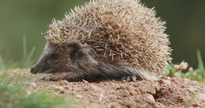 European hedgehog (erinaceus europaeus) walking out of frame at ground level