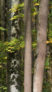 Vertical video of an autumn forest on a windy, sunny day.
