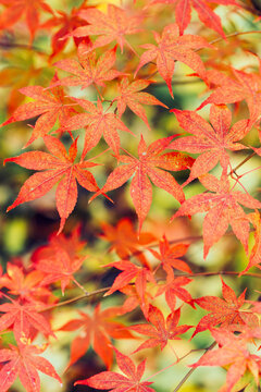 Close-up of red Japanese maple leaves against the backdrop of an autumn park. Autumn background