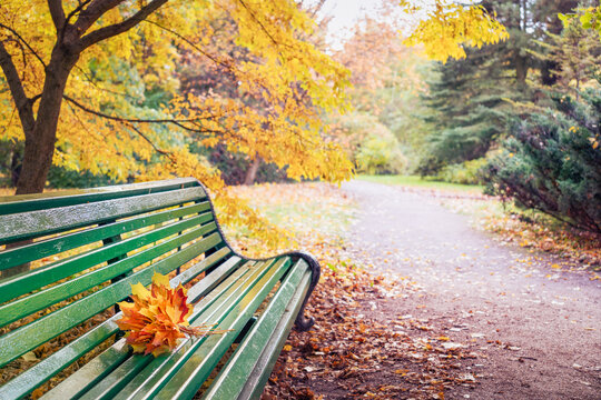 A green bench in an autumn park, on the bench sits a bright orange bouquet of maple leaves. A calm mood, an autumnal atmosphere. Bright yellow leaves on the trees. Silence and tranquility