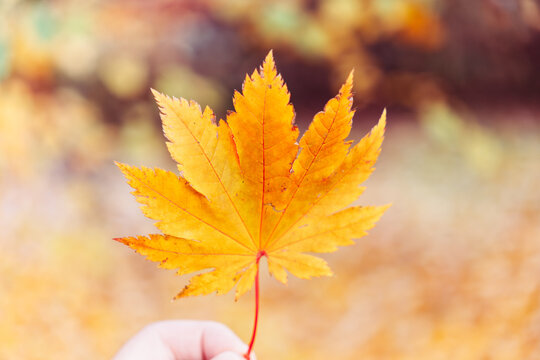 Orange autumn leaf in hand against the backdrop of an autumn park. Artistic autumn idea. Golden autumn. Autumn background
