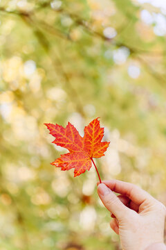 Red autumn maple leaf in hand against the backdrop of an autumn park. Artistic autumn idea. Golden autumn. Autumn background