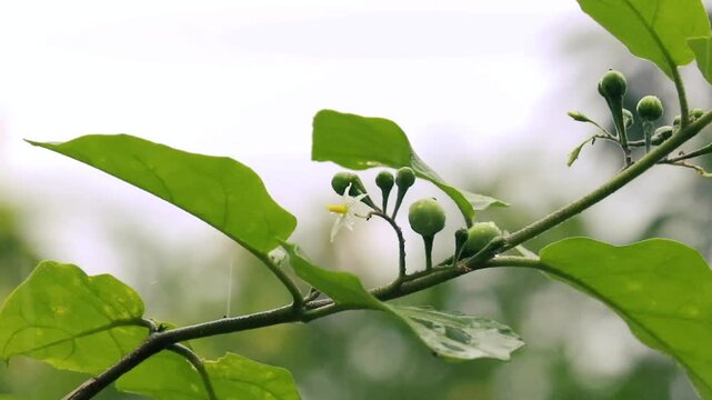 Turkey berry branch with green buds flower and raindrops in monsoon rain closeup