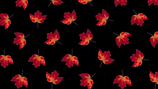 Colorful autumn leaves falling down and rotating on transparent alpha channel background. Halloween fall season overlay animation for video compositing and decoration. Seamless loop 3d rendering anima