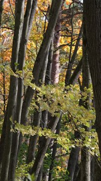 Vertical video of an autumn forest on a windy, sunny day.