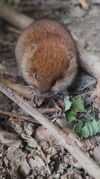 Round vole (field mouse, Microtus) baby fearlessly eating clover (Trifolium, shamrock) in meadow, small rodent calmly chewing greenery, symbol of innocence and harmony with nature