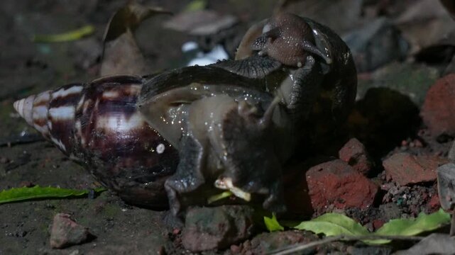 Giant african land snails mating on ground