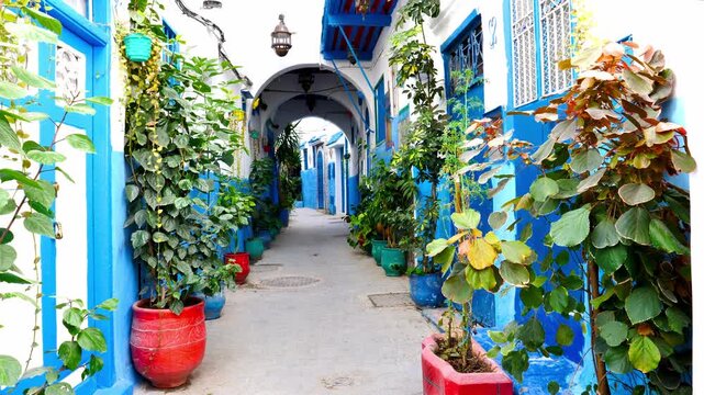 narrow traditional alley with blue and white walls and potted green plants in chefchaouen morocco