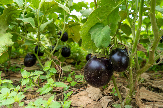 Dans un jardin des concombres poussent 