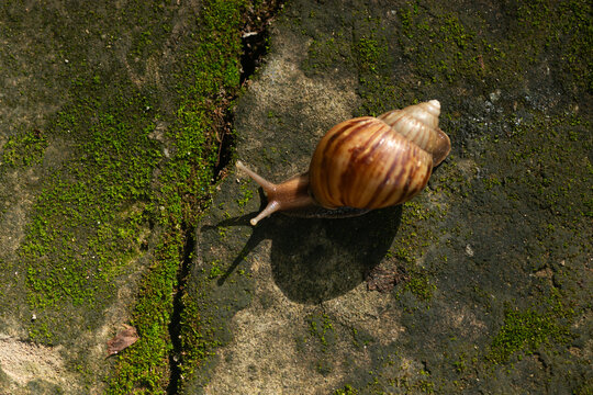 Top down view of a snail crawling across a deep crack on weathered mossy stone slab under bright sunlight