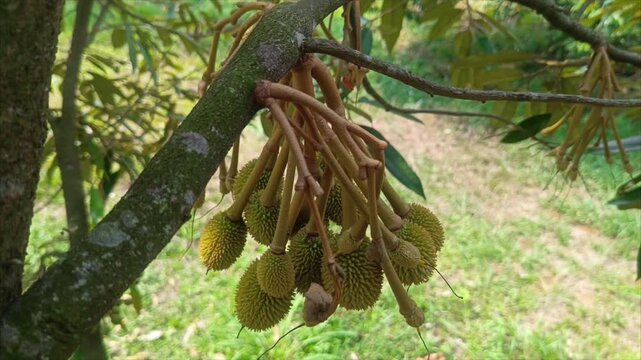 Young Musang King durian fruitlets growing on tree in organic orchard