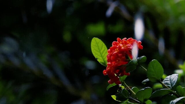 Vibrant red ixora flower cluster with wet leaves during monsoon rainfall closeup
