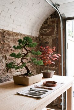 Bonsai Trees in Training With Copper Wire and Tools on Ash Workbench
