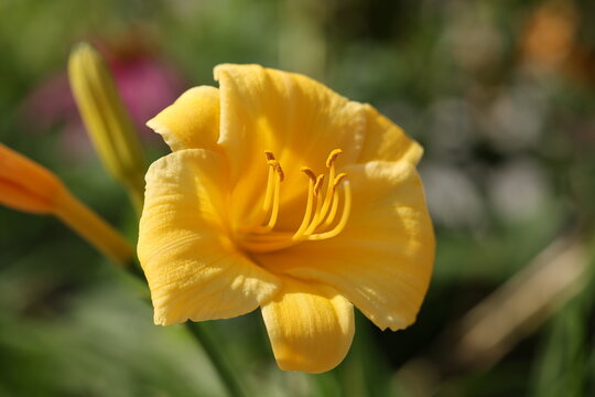 Close-up macro of a yellow daylily showing pollen-covered stamens, anthers and delicate petal detail against a soft garden background.