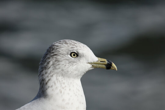 Close profile of a Ring-billed Gull showing its pale eye, mottled head feathers and distinctive black-banded bill against soft background.