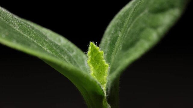 Macro timelapse of a pumpkin seedling growing its first true leaf, revealing fine trichomes and early leaf development.