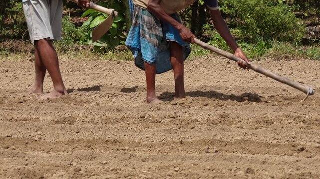 Farmers manually preparing agricultural field 