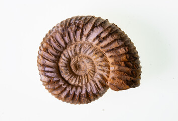 Close-up studio shot of a fossilized ammonite shell showcasing intricate spiral ribs and earthy brown textures against a clean white background. © Grey Zone