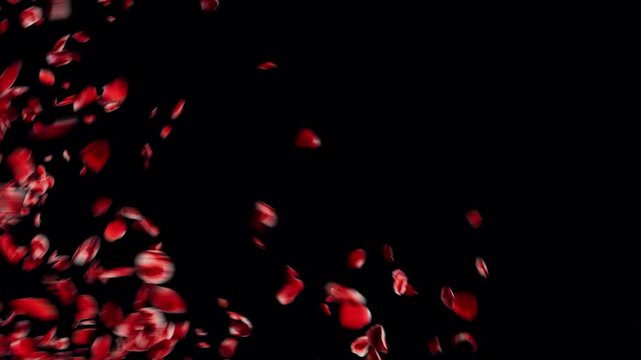 Abstract red rose petals falling on dark background motion graphic.