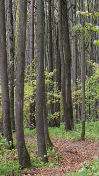 Vertical video of an autumn forest on a windy, sunny day.