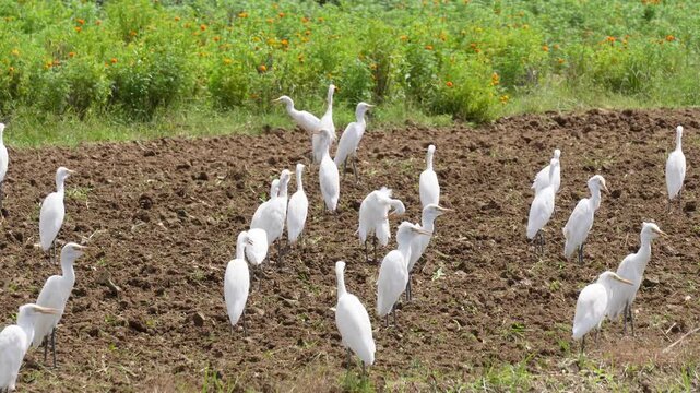 Flock of cattle egrets foraging in freshly plowed agricultural field
