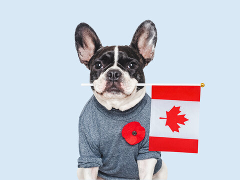 Cute French Bulldog wearing a sweater with a red poppy pin holds Canadian flag. Remembrance Day tribute to Canadian fallen soldiers. Symbolizes national pride. Ideal for CA memorial content