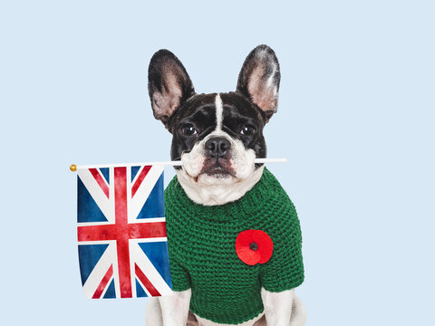 Cute French Bulldog wearing a sweater with a red poppy pin holds UK flag. Remembrance Day tribute to British fallen soldiers. Symbolizes national pride. Ideal for UK memorial content