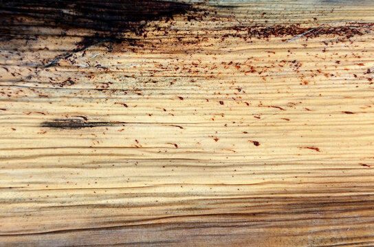 Close-up texture of a dry beige banana tree sheath featuring delicate brown speckles and natural vertical fibers. Great for organic product backdrops, eco-friendly branding, rustic craft paper t