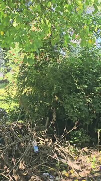 Green leaves dapple sunlight on a quiet park path. Lone walker strolls, absorbed in the peaceful surroundings. Dappled shade and rustling leaves create a serene, natural atmosphere