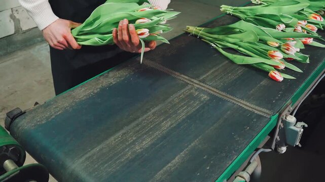 Adult worker lifts bundled tulip stems on conveyor work surface inside small floral workshop, hands aligning fresh bouquets for seasonal order prep