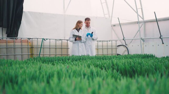 Researchers inspect crop growth inside bright greenhouse, using tablet while testing device checks dense green plant rows. Quality control of chemical additives in fertilizers. Pesticides.
