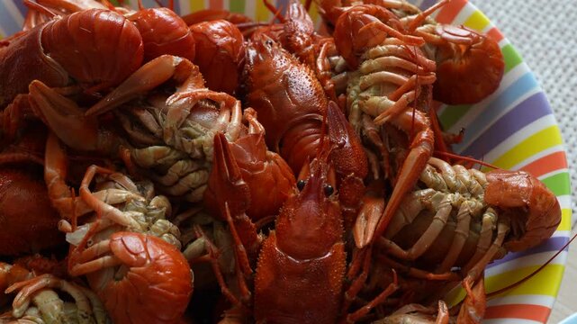 Macro 4K footage of freshly boiled red crayfish in a plate, delicious seafood delicacy