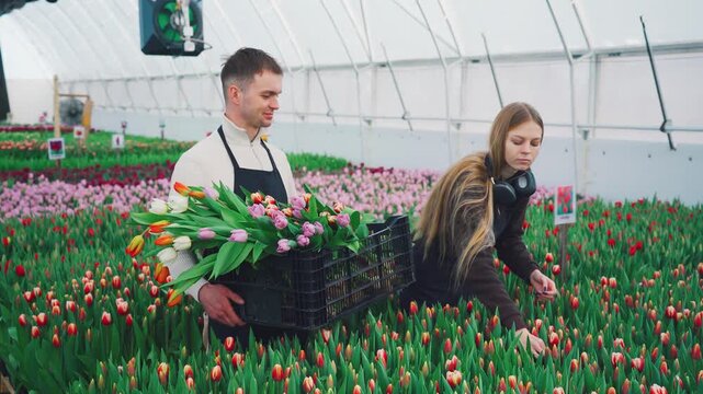 Young greenhouse workers harvesting tulips in dense flower rows with black crate full of cut blooms. Growing flowers in a controlled greenhouse environment. Holiday industry. Small business.