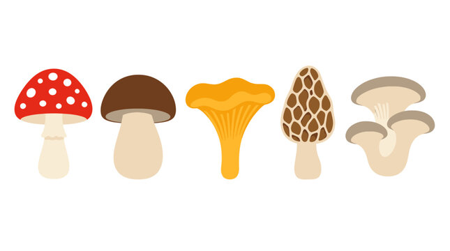 Flat mushroom vector set, edible and poisonous fungi collection with fly agaric and chanterelle, organic forest mushroom icons for culinary design