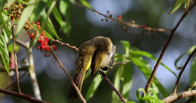 Mountain Pale-faced bulbul perching on a branch while raining in the forest