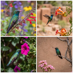Fototapeta premium Broad Billed Hummingbird. Using different backgrounds the bird becomes more interesting and blends with the colors. These birds are native to Mexico and brighten up most gardens where flowers bloom.