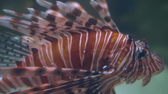 Red Lionfish with Striped Fins Swimming Underwater Near Coral Reef