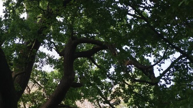 Thick twisting branches support a dense green canopy of mature trees in a leafy outdoor setting