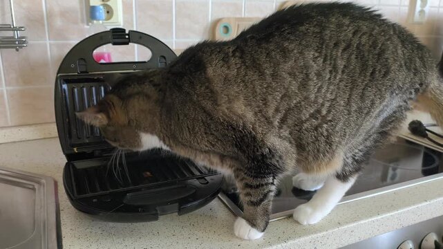 Funny cat caught licking cheese remnants from toaster on kitchen counter.