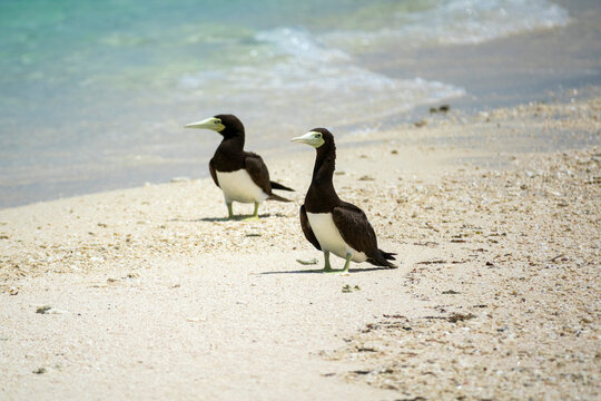 Brown boobies standing on tropical beach, Dahlak Archipelago, Eritrea